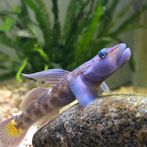 东北高帆褐吻吐沙子原生鱼鱼冷水鱼观赏鱼褐吻虾虎虾虎鱼除藻
