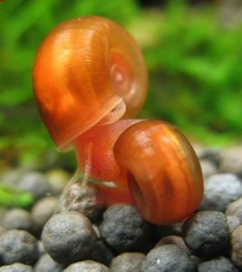 水草 观赏螺 红苹果螺 草缸清洁除藻清理垃圾好帮手 蜗牛 鱼缸