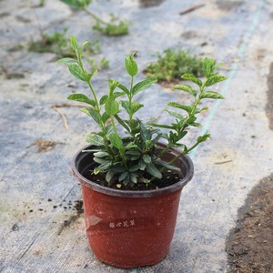 金脉忍冬盆栽苗 多年生金银花耐寒藤本绿植食用泡茶庭院阳台花镜