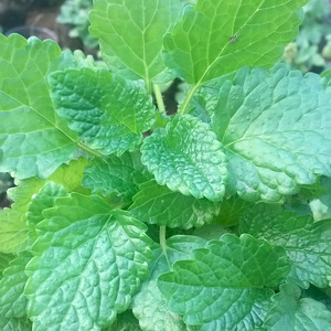 柠檬香蜂草-/蜜蜂草 柠檬香水薄荷香草花卉绿植盆栽 可食用香草苗