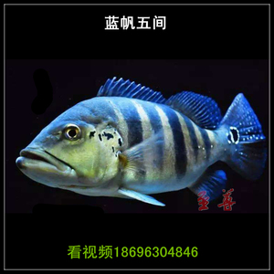 蓝帆五间鱼活体