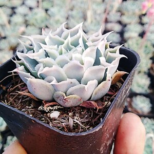 山东12年老店多肉拉古娜多肉植物蓝丝绒皱叶月影盆栽花卉绿植防辐