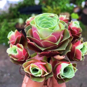 稀有品种血樱玫瑰多肉山地玫瑰贵货新品花卉绿植盆栽花卉防辐净化