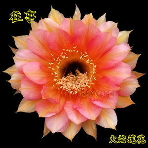 彩草仙人球 火焰莲花 进口席克氏 经典花色 仙人掌科 阳台好养