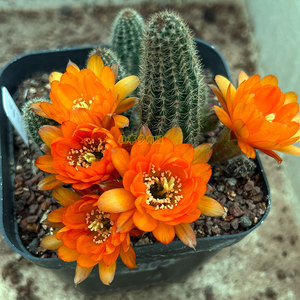 黄金白檀仙人球 金黄色重瓣花 阳台好养爱开花仙人指多肉植物对版