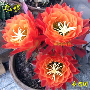 杏光辉毛花柱仙人球多肉植物阳台好养开大花稀有花色花卉盆栽美观