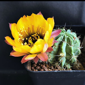 黄花黑喉丽花属仙人球进口稀有花色阳台好养多肉植物绿植花卉盆栽