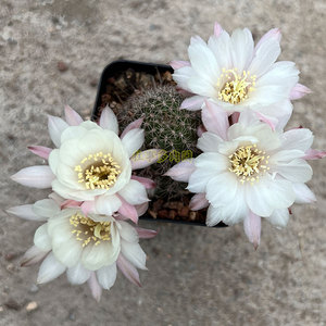 阿尔巴白檀属仙人球 稀有进口经典花色 白色大花 矮胖型白檀