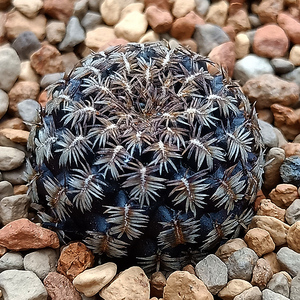 强刺球短豪刺仙人球 有沟宝山属 紫黑色球 黑寡妇  s.augustinii