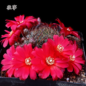 仙人球植物红色