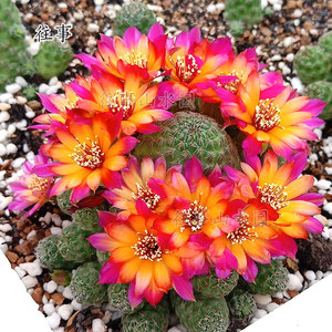 有沟宝山属仙人球  卡莱主教 三复色花瓣 仙人掌科开花球 勤开花