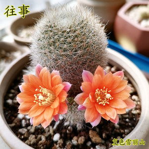 雪丽山 橙黄复色花 宝山属仙人球  稀有爱开花 仙人掌科多肉植物
