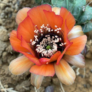 黑喉丽花仙人球