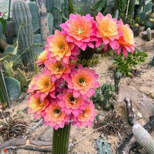 时光毛花柱彩草仙人球 花色对版金纽 阳台窗台好养爱开花多肉植物