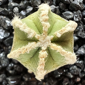 辛顿花龙实生园艺仙人球皱楞球属稀有珍贵品种红花赤花无刺仙人球