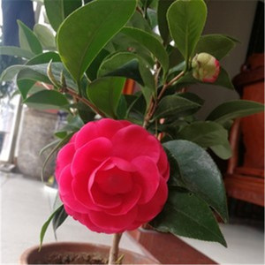 红玉茶花苗盆栽山茶花带花苞罕见品种植物绿植花卉阳台室内庭院