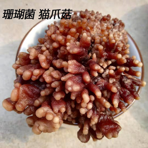 猫爪菇珊瑚菌干货500g农家特产龙爪菇蘑菇鹿茸菌食用菌土特产包邮
