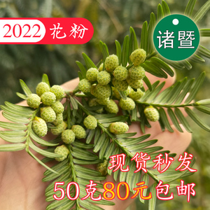 香榧花粉50克 雄树 嫁接苗授粉 人工采摘 有现货现发