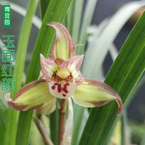 兰花春剑紫红色复色花玉面红颜浓香阳台趣味花卉室内庭院绿植盆栽