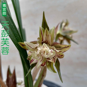 兰花牡狮蝶奇花春兰浓香带花苞阳台趣味花卉天彭芙蓉庭院绿植盆栽