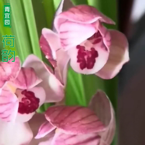 兰花苗春剑红花荷瓣荷韵浓香带花苞阳台趣味花卉室内庭院绿植盆栽