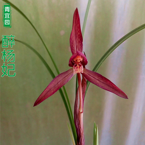 兰花春兰红花醉杨妃浓香带花苞红娇阳台趣味花卉室内庭院绿植盆栽