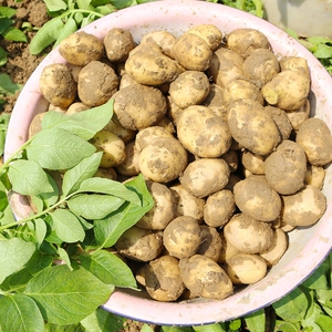 2020新货黄心小土豆老品种恩施富硒农家土特产新鲜土豆洋芋500g