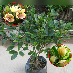 含笑苗室内芳香香浓花卉绿植盆栽盆景含笑花卉花苗办公室芳香植物