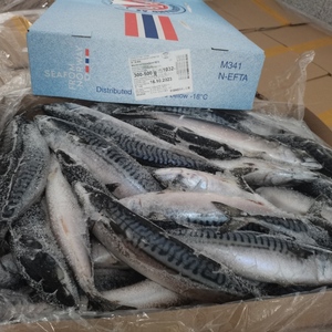 挪威青花鱼 进口海鲜 野 深海鱼 新鲜冷冻 近北极海域