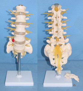 腰椎1一5截图高清模型图片