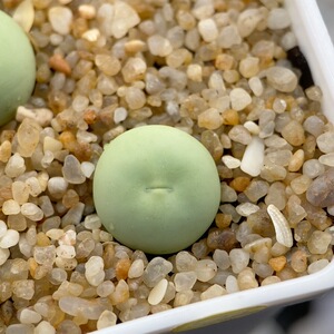 鸽子蛋肉锥番杏多肉植物一物一拍58包邮