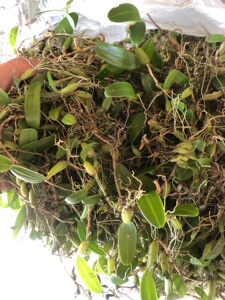 单叶小号石仙桃 石橄榄 果上叶 石上莲 叶下果