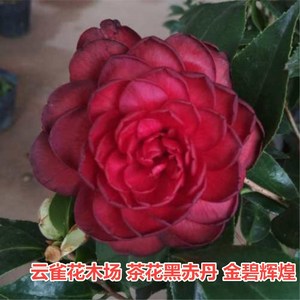 金碧辉煌茶花