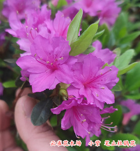 小紫 笔止杜鹃花精美盆栽小花小叶品种紫花嫁接做造型优品种庭院