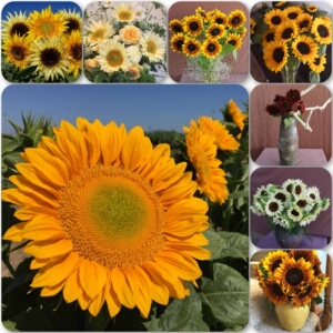进口单头高杆观赏向日葵合集 阳台庭院盆栽切花 5粒