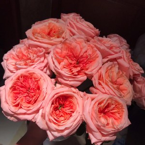 云南基地直发伦敦眼玫瑰稀有奥斯汀荔枝大花头家庭插花一扎包邮
