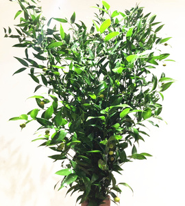 一枝花 进口熊猫竹 耐养半月 意境日式极简插花点缀 同城鲜花速递