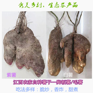 脚板薯新鲜江西