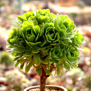 【绿法师多肉】绿法师多肉品牌,价格 - 阿里巴巴