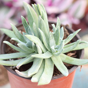 御剑仙女杯多肉老桩系列绿体初霜一物一拍实生三年