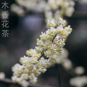 山苍子红茶 柠檬清香 野生木姜子花茶 传统古法窨制花茶 木香子花