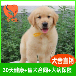 纯种金毛幼犬赛级双血统证书中大型活体宠物狗狗黄色cku上海犬舍