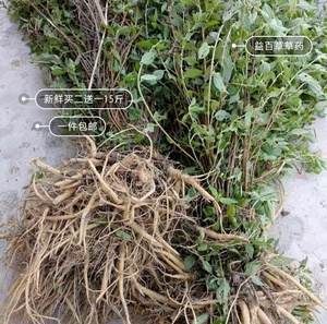 野生新鲜现采雾水葛根 粘榔 咄脓膏糯米脓见消拔脓膏全草500g包邮