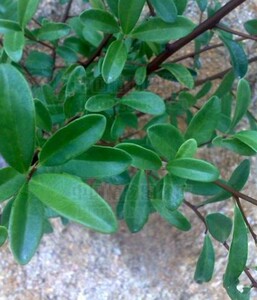 新鲜酸藤子 现采炮子藤 酸藤木甜酸籽黑肉蛇中草药透地龙鸡母酸