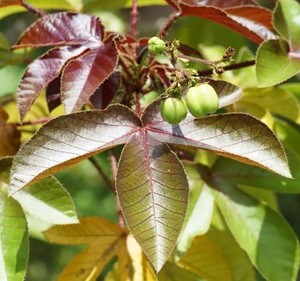 中草药棉叶珊瑚花 红叶麻风树麻枫木新鲜红棉树红芙蓉木500g