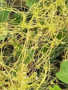 新鲜金丝藤无根藤菟丝子草菟丝藤无头藤无娘藤500克