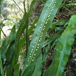 【七星剑草药】七星剑草药品牌,价格 - 阿里巴巴