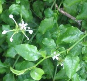 新鲜白花丹苗 千里及白雪花一见消 地三娘整棵500克