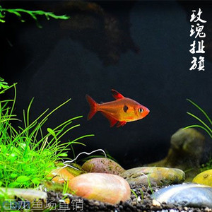 小型热带鱼活体玫瑰梦幻扯旗鱼群游淡水观赏鱼水族易饲养宠物鱼类