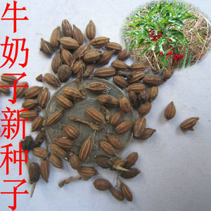 林木种子 花卉种子 牛奶子种子 甜枣 豆子树 阳春子
